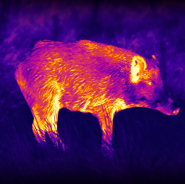 NOW AVAILABLE: ECHO SV Thermal Sights